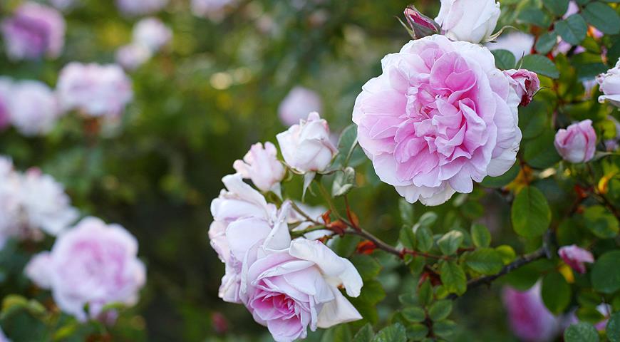 Все садовые шиповники: учимся разбираться в старинных парковых розах дача,сад и огород,цветоводство