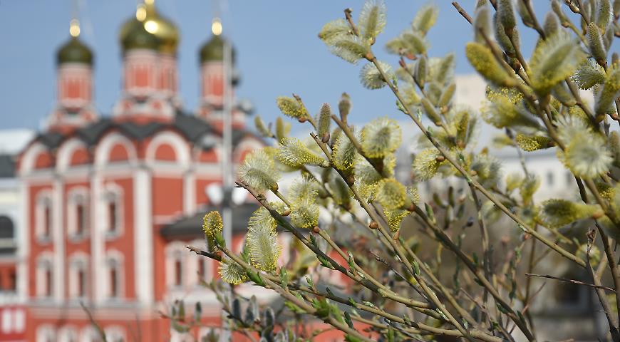 Природа подскажет, когда что сажать: 4 главных природных маркера, за которыми следят все дачники цветет, начинается, можно, горох, культур, листочки, размером, монетку, цветение, зацветает, одуванчиков, высадка, культурСажаем, цветник, начинают, рассады, теплицы, береза, мальв, однолетний