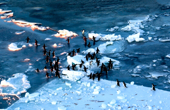 Как страны не могут договориться о сохранении Мирового океана и почему нужны морские заповедники