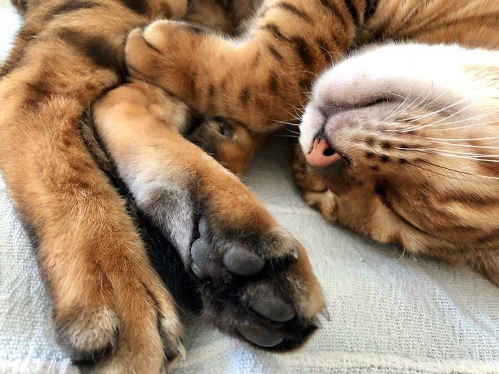 Русские пословицы о мурчащих кошка, кошке, кошек, кошки, любили, Великий, пост Борода, честь, есть Отольются, мышкины, слёзки Живут, собакой Отчего, гладок, бок Покупать, мешке Кот, пляс Зарекалась, серы Кошку, лазить Ночью, против, шерсти