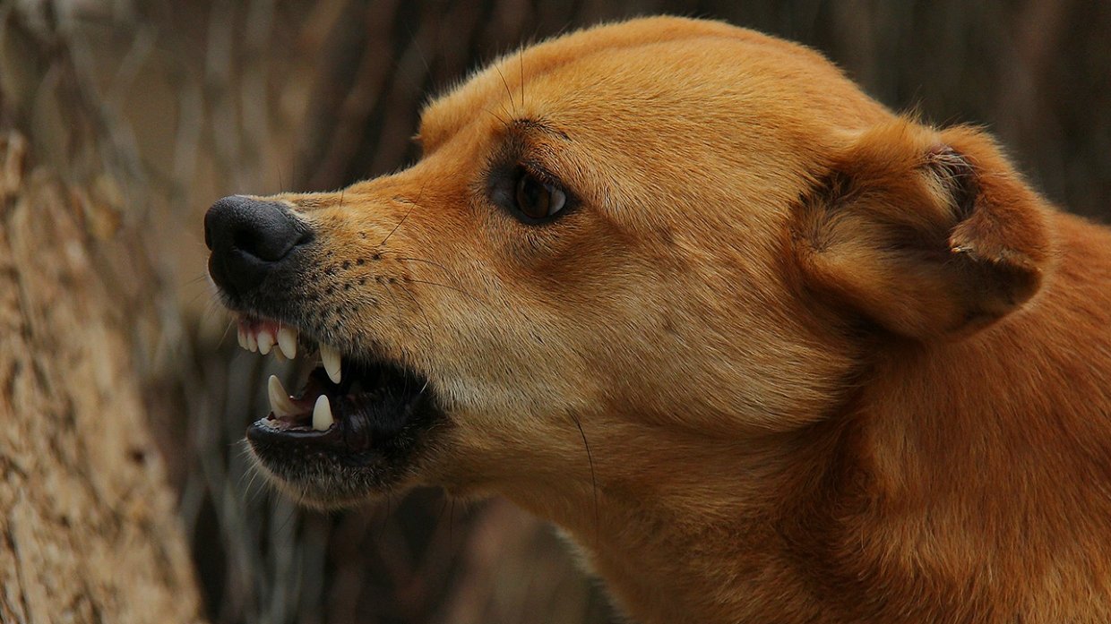 Стая бродячих собак напала на ребенка в парке Магадана