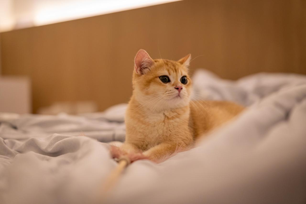 Почему кошки будят нас по ночам, и как отучить их от этой привычки питомец, активности, кошка, больше, можно, хозяев, помогает, чтобы, хозяева, вечером, питомца, может, получает, кошки, ночное, после, беспокойство, когда, понимает, которые