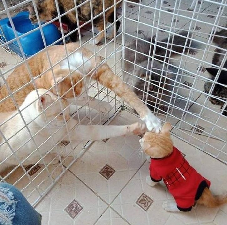 26 животных, чьи фото нужно смотреть два раза в день для настроения 26 животных, чьи фото нужно смотреть два раза в день для настроения животные