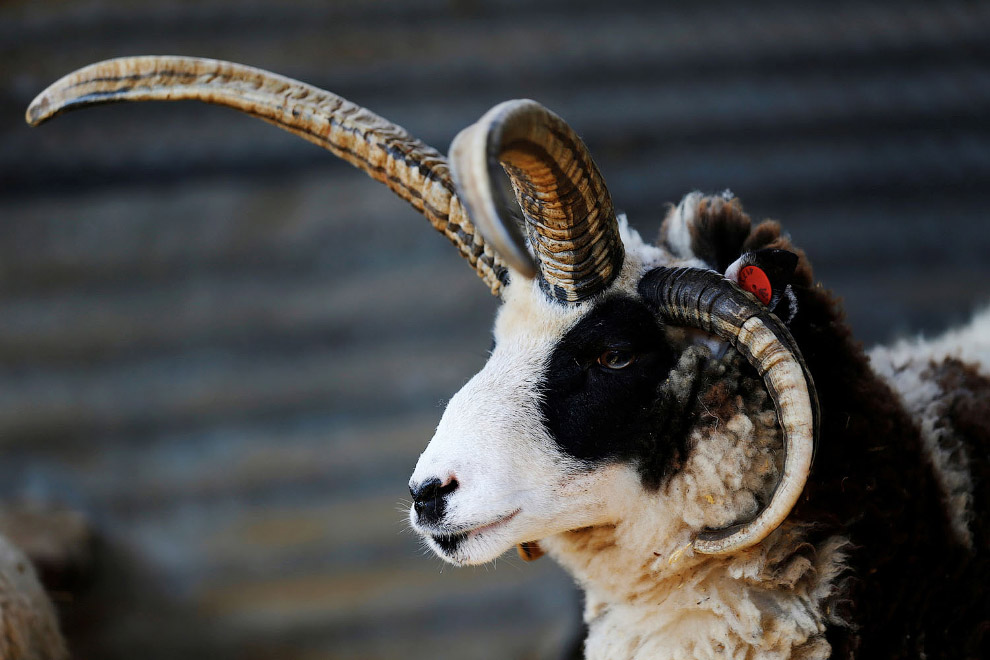 Израильская модная овечка