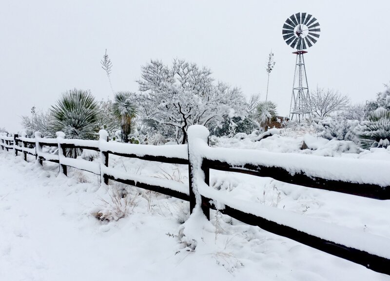 Кактусы в сугробах: в пустыне Аризоны выпал снег Кактусы в сугробах: в пустыне Аризоны выпал снег природа