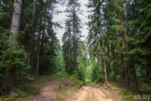 Ограничения на посещение лесов действуют в 53 районах Беларуси.