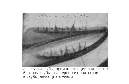 Рентгеновский снимок нижней челюсти щуки