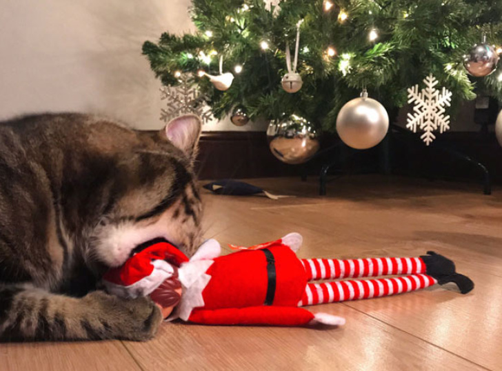 Котики не могут пройти мимо ёлки! Котики не могут пройти мимо ёлки!