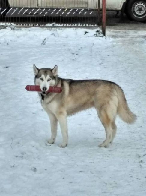 Моя палка