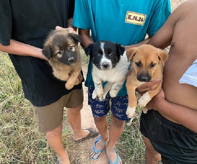 Щенки на руках