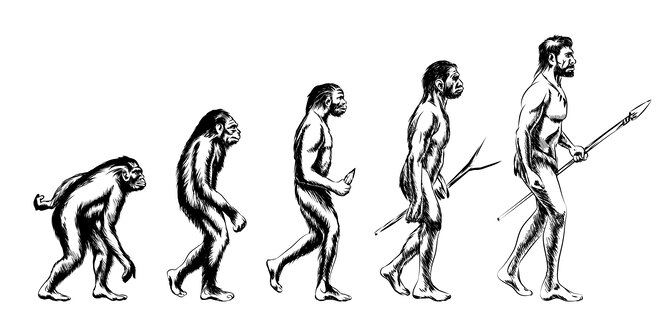 Эволюция в действии: почему у людей больше не растут волосы на теле, кроме некоторых мест биология,история,наука,прошлое,эволюция
