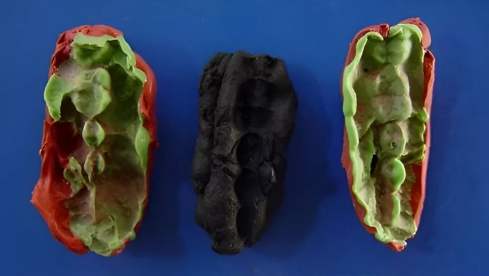ДНК со «жвачки» каменного века рассказала о диете и болезнях древних жителей Скандинавии