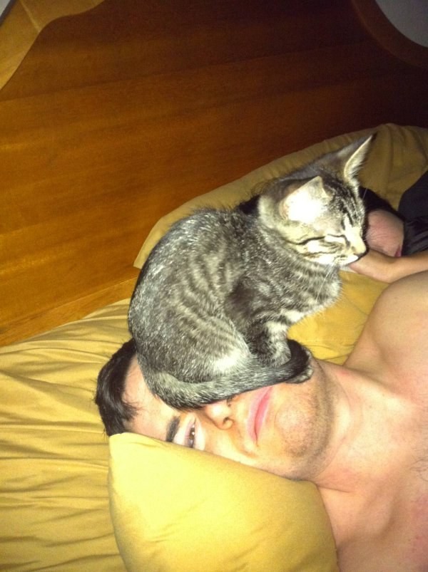 7. Особенно лица спящих людишек животные, коты