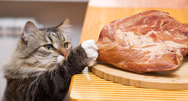   .   .  DarkBird - Depositphotos