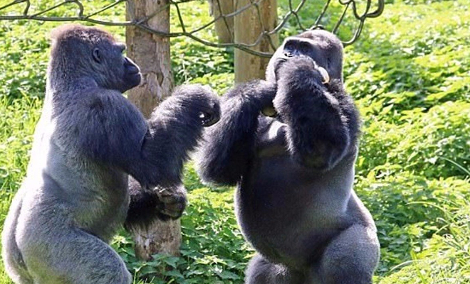 Кодекс войны у животных: перемирия, переговоры и запрет атаки сзади Кодекс войны у животных: перемирия, переговоры и запрет атаки сзади Культура