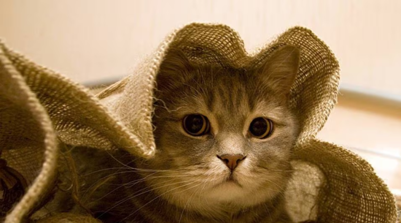 Русские пословицы о мурчащих кошка, кошке, кошек, кошки, любили, Великий, пост Борода, честь, есть Отольются, мышкины, слёзки Живут, собакой Отчего, гладок, бок Покупать, мешке Кот, пляс Зарекалась, серы Кошку, лазить Ночью, против, шерсти