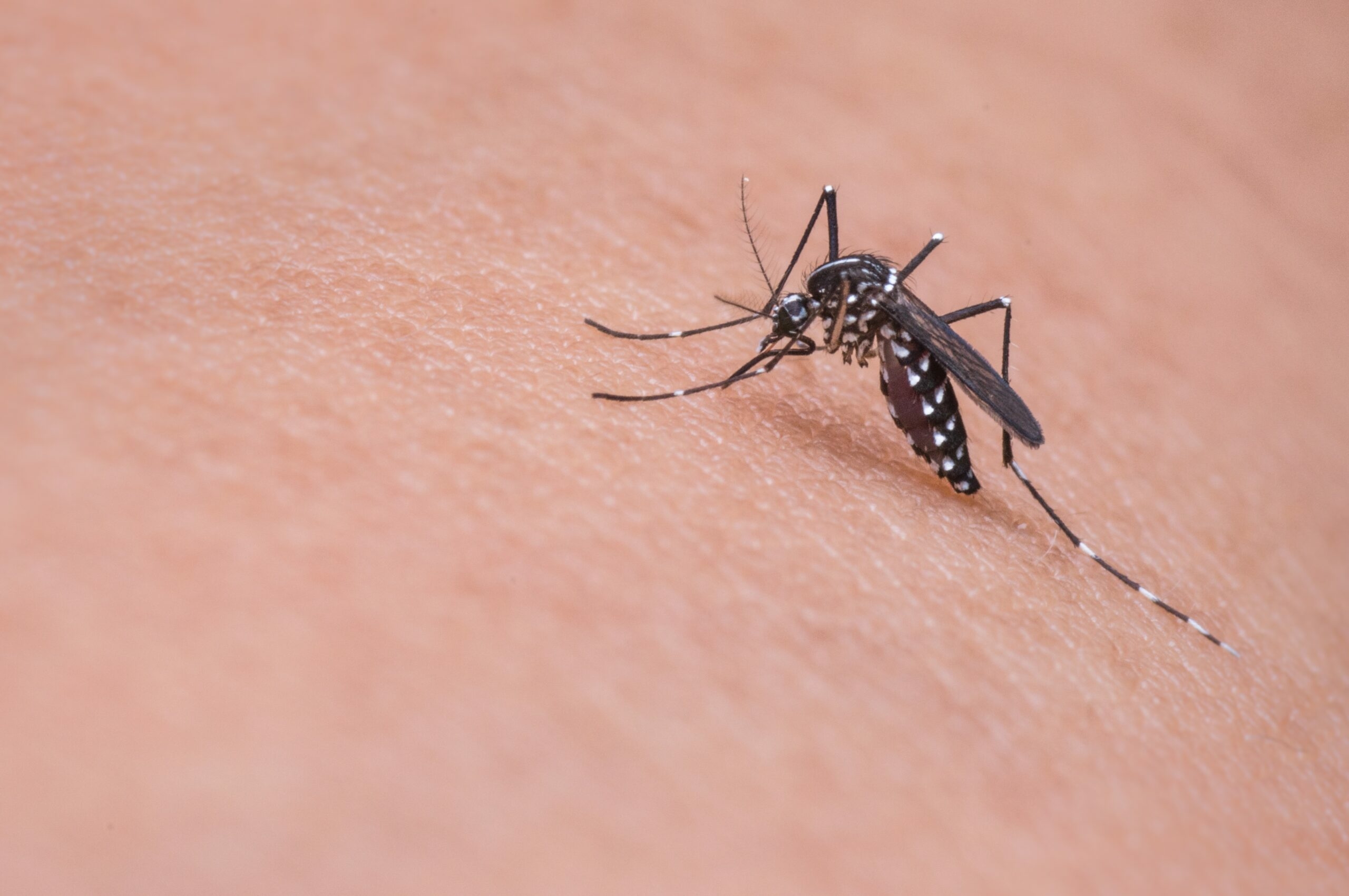 Смертоносный вирус добрался с комарами до России: для кого опасна лихорадка Западного Нила