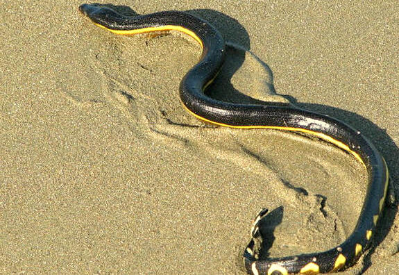 Морская змея на пляже. 