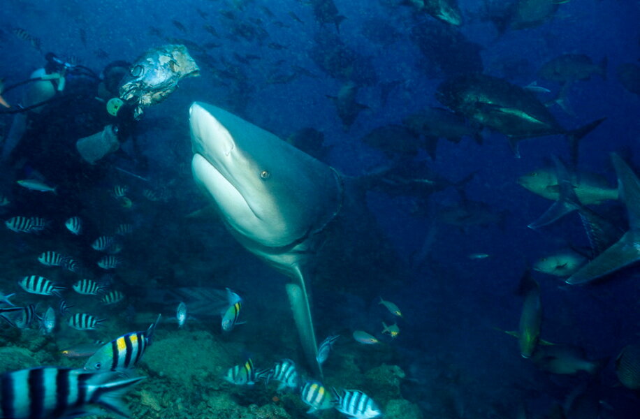 Аквалангист и молодая акула-бык. Фото Клаус Йост 
