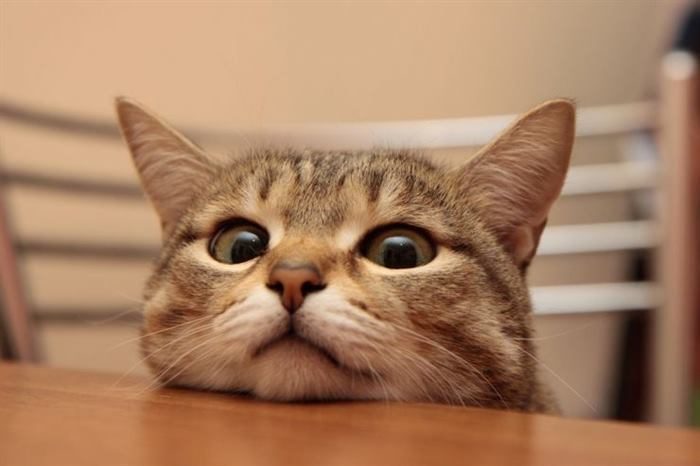 Невероятно целеустремленные коты Невероятно целеустремленные коты