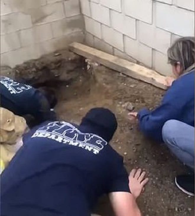 Пробираясь к соседям, пес застрял в лазейке. Но оказался он там не один… истории из жизни