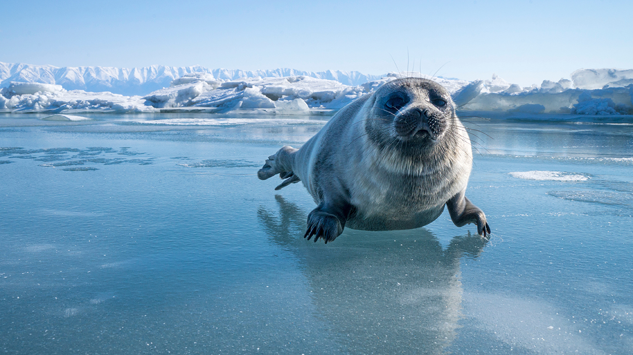 Байкальская нерпа: как живет эндемик  самого глубокого озера в мире нерпы, нерпа, байкальская, жизни, ласты, когтями, которые, может, животного, живут, время, нерпаФото, служат, точно, месяца, Байкала, довольно, байкальской, который, особей