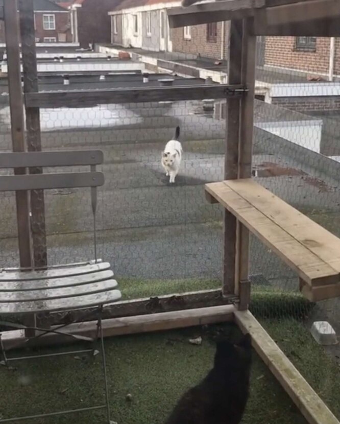кот в катио