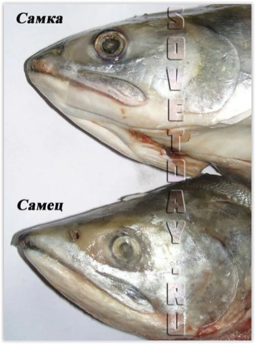 Как выбрать горбушу с «сюрпризом»: полезные советы как купить рыбу с красной икрой! советы