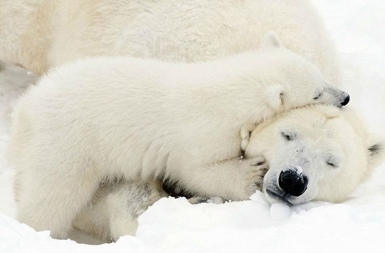 Очаровательный белый медвежонок с мамой-медведицей в финском парке 