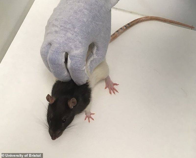 Как крысы реагируют на щекотку