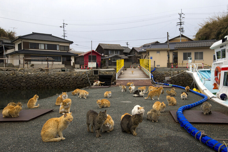 Фото с островов кошек в Японии: удивительная земля, где котов в разы больше, чем людей кошек, острова, здесь, конечно, всего, пожилые, просто, только, человек, живут, разных, попали, животные, и породКак, окрасов, XX века, И более, Сейчас —, Очень, годов