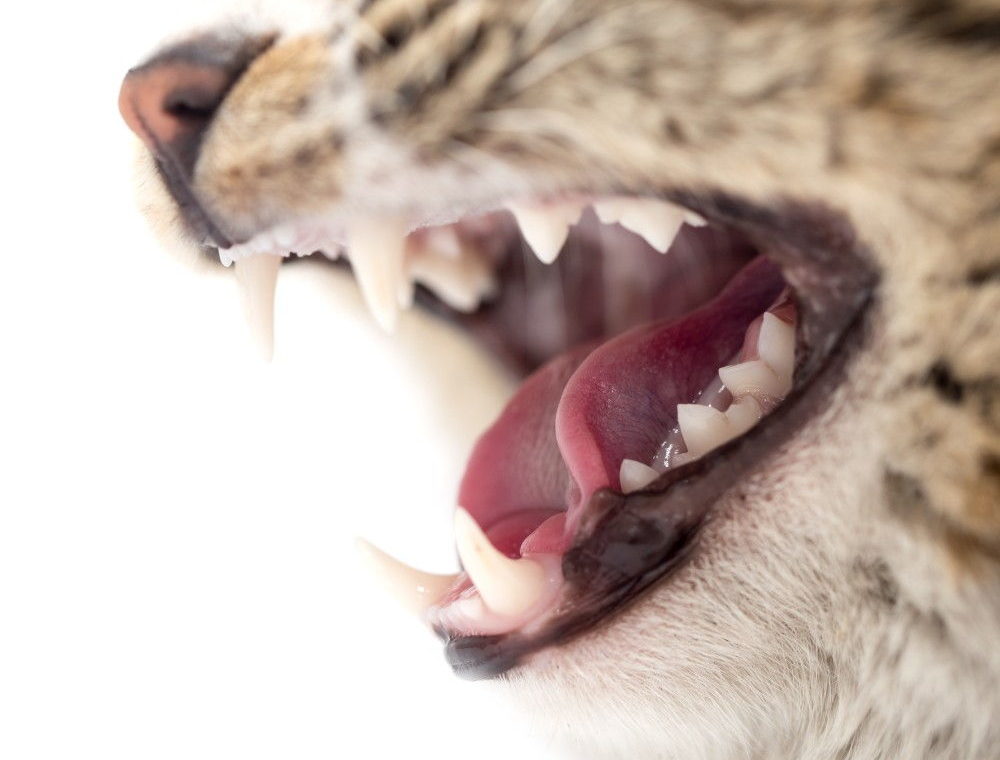 У кота выпадают зубы