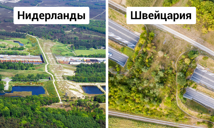 Во многих странах принято строить дорожные переходы для животных Во многих странах принято строить дорожные переходы для животных животные