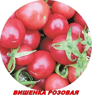 Помидоры-крошки по пять на ладошке дача,огород,томаты