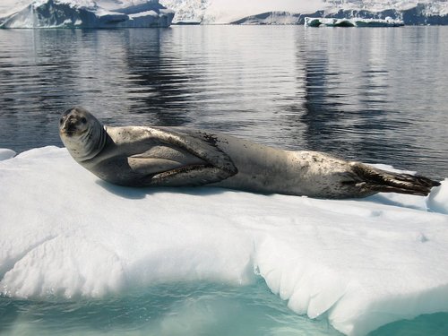 Морской-леопард-Описание-и-образ-жизни-морского-леопарда-6