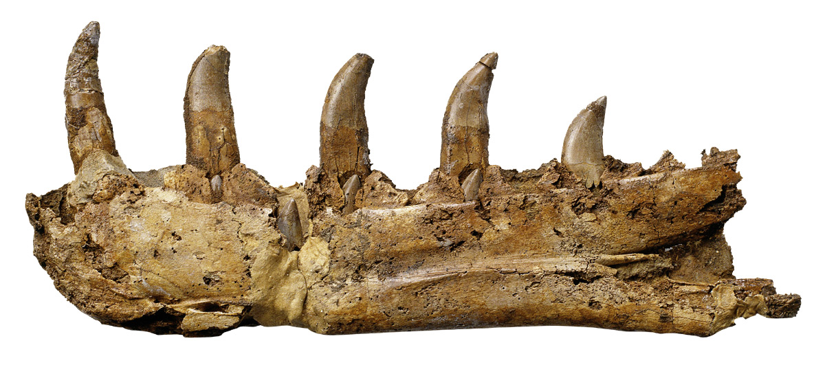 C0227512-Megalosaurus_jaw-S.jpg