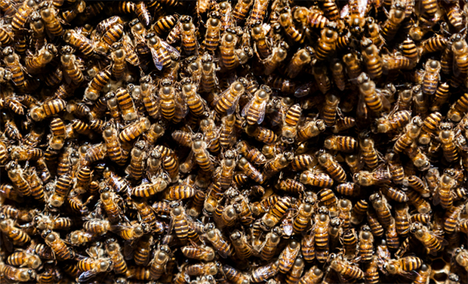 В стенах дома в течение 35 лет жили 450 тысяч пчел. Семья их нашла случайно, когда услышала жужжание гдето, жужжание, тысяч, Супруги, вызвали, пчелы, поселились, смогли, помочь, насекомых, каждой, стене, согласился, взяться, специалистов, профессиональный, пчеловод, Аллан, Латтанци Перевозка, Семейная
