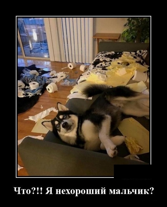 Демотиваторы 11 февраля 