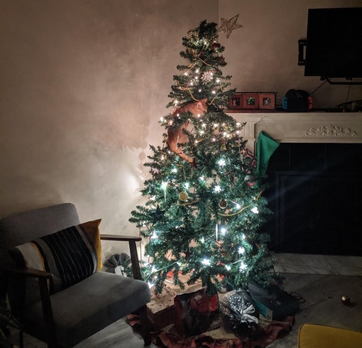 Котики не могут пройти мимо ёлки! Котики не могут пройти мимо ёлки!