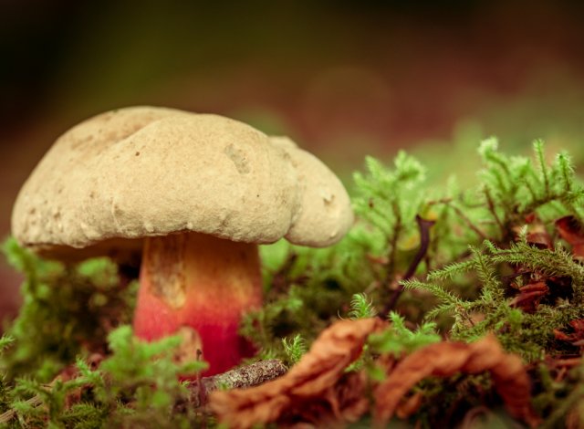 Вкусный или опасный? Ядовитые трубчатые грибы, которые растут у нас грибов, может, гриба, этого, части, шляпки, диаметре, также, трубчатых, лесах, можно, ножка, желчного, слегка, после, боровик, другие, цвета, который, выпуклая