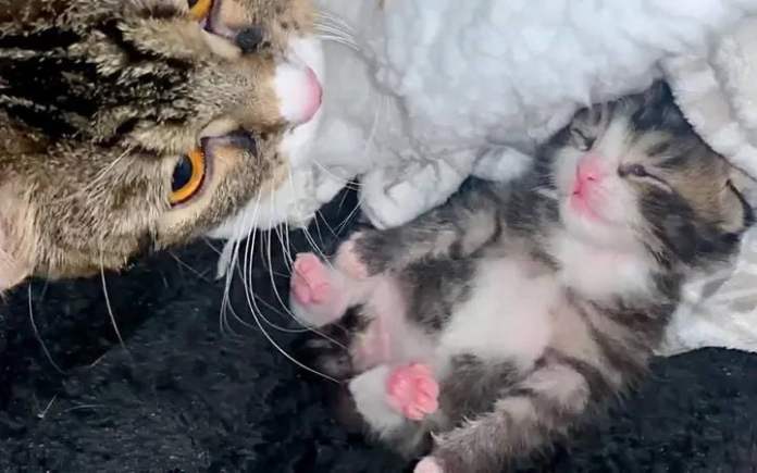 Без кота и жизнь не та