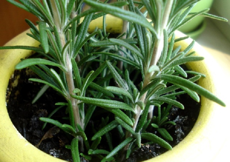 домашние растения с положительной энергетикой