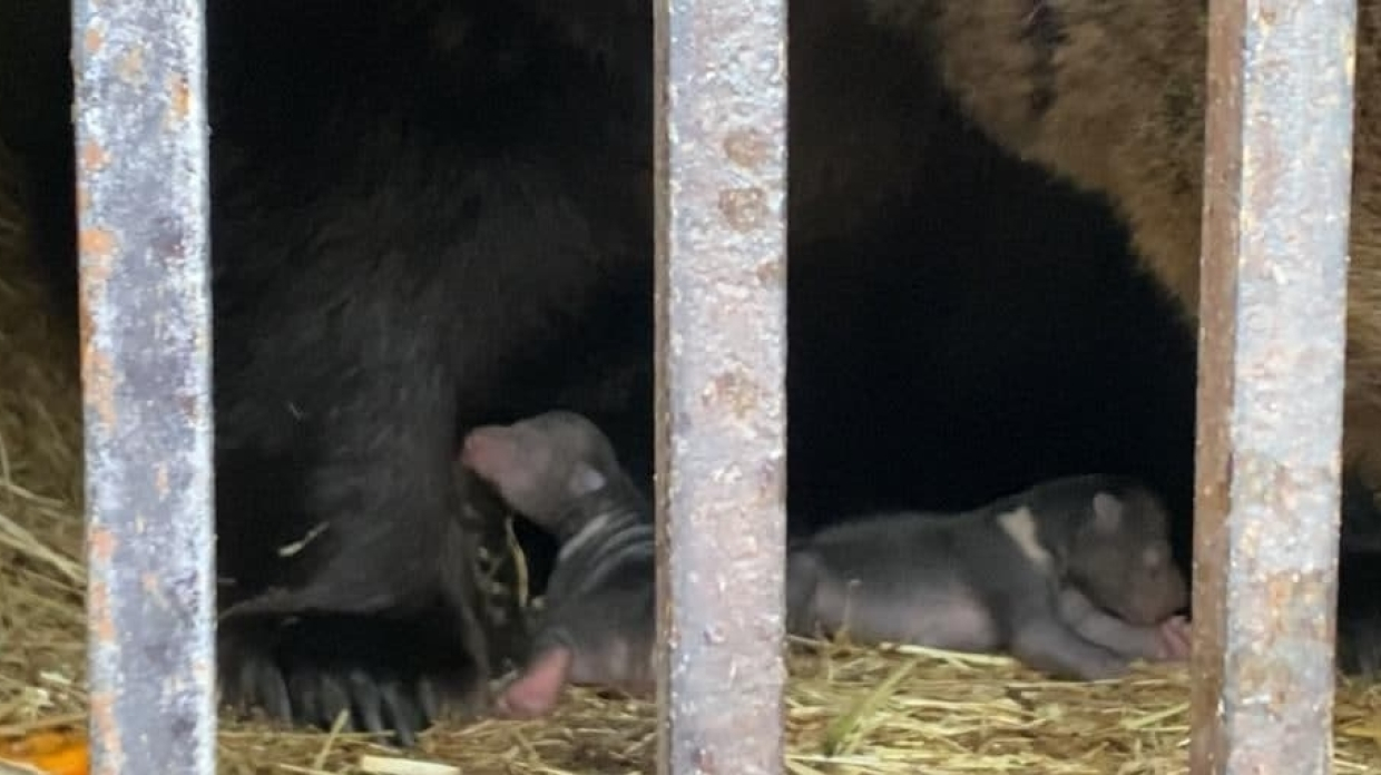 Ялтинский зоопарк поделился с ФАН эксклюзивными фотографиями новорожденных медвежат