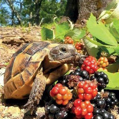 Бои на Малой земле. Коза-слухач и черепашки
