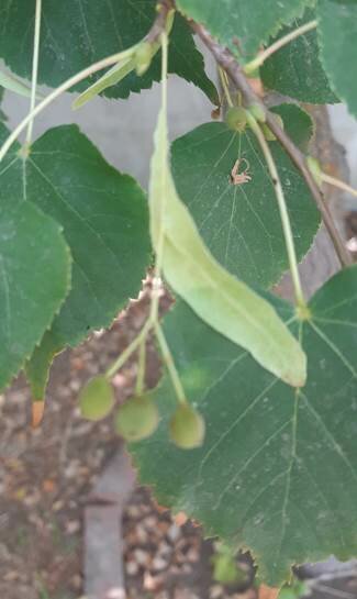 Липа. Авторское фото.