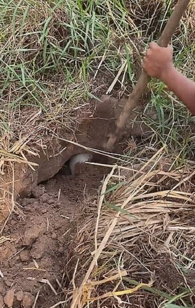 Рука и лопата