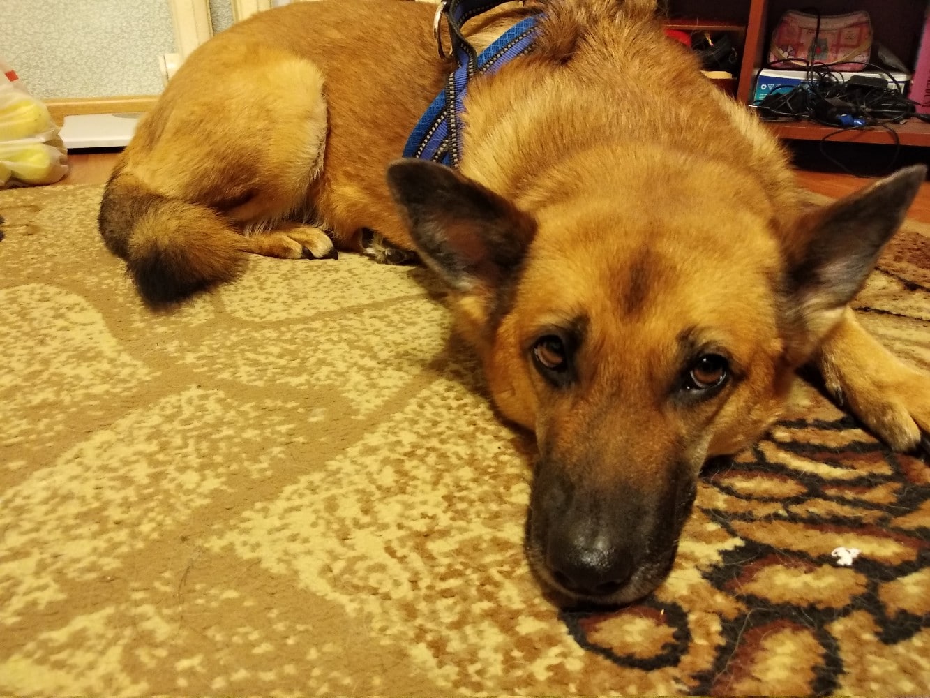 собака в доме