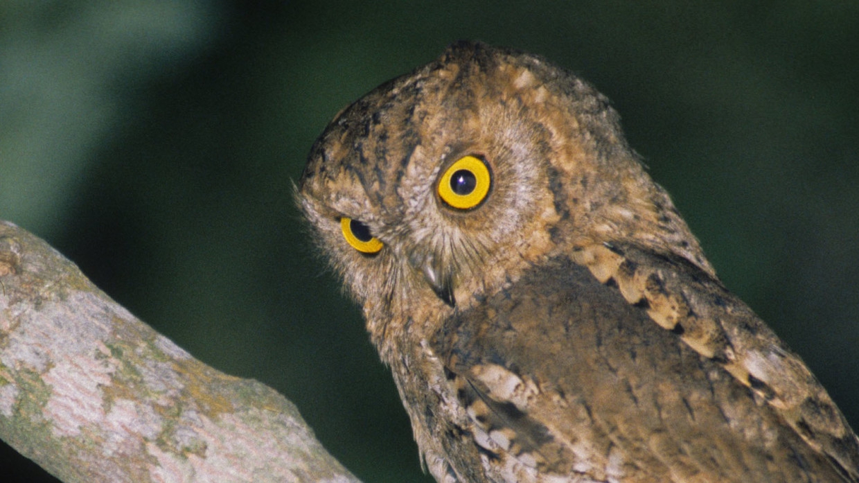 Жители Владивостока спасли дикую уссурийскую сову