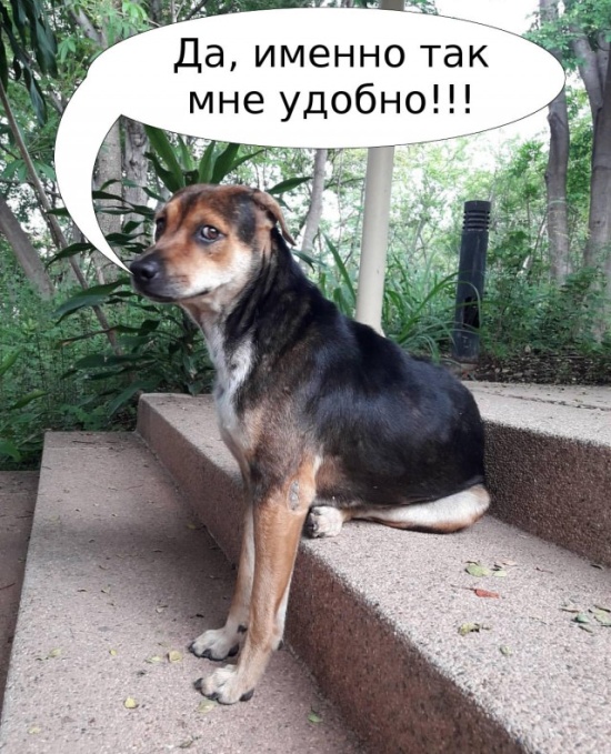 Новая подборка прикольных картинок  приколы,смешные картинки,юмор