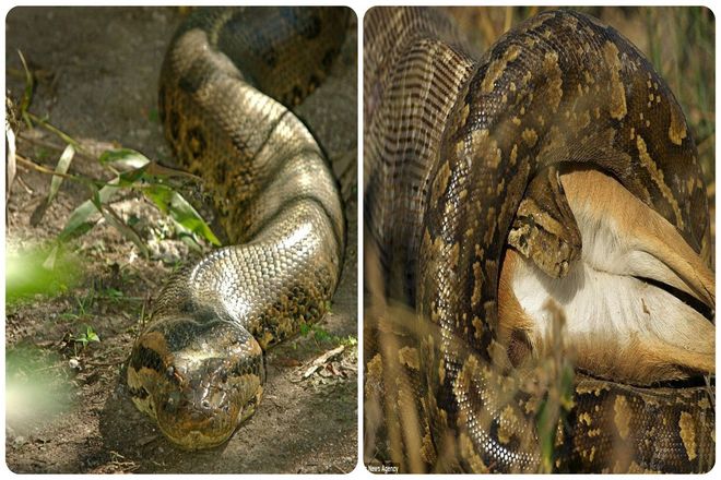 Часто они убивают свою добычу, устраивая ей засаду, а затем обхватывая ее тело. Они не душат ее, но, сжав, блокируют кровообращение, вызывая остановку сердца и, как следствие, смерть.